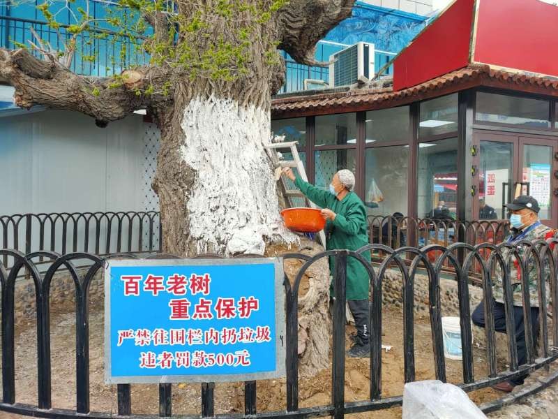 1588149000879660.jpg 圖為:副食市場為百年老樹刷石灰_副本.jpg